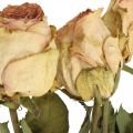 Floristik24 Dekorative roser, tørket blomst, tørkede roser, Valentinsdag, begravelsesblomster, rustikke roser gul-rosa L48cm 5stk