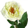 Floristik24 Kunstrose, dekorativ rose, silkeblomst kremhvit, grønn L72cm Ø12cm