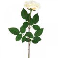 Floristik24 Kremhvit aprikosrose, silkeblomst, kunstige roser L72cm Ø12cm