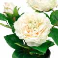 Floristik24 Peon i en gryte, romantisk dekorativ rose, silkeblomst kremhvit