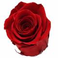 Floristik24 Infinity roser store Ø5,5-6cm rød 6stk