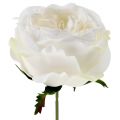 Floristik24 Rose blossom hvit 17cm 4stk
