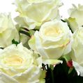 Floristik24 Bukett roser hvit, krem 55cm