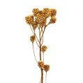 Floristik24 Salignum grein lys leucadendron blomster på grein 25 stk