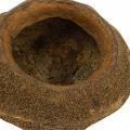 Paradise Nut Plantepotte Naturlig Sapucaia Ø14cm H10cm 3 stk | Floristik24.no
