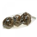 Paradise Nut Plantepotte Naturlig Sapucaia Ø14cm H10cm 3 stk | Floristik24.no