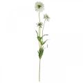 Floristik24 Scabious kunstig blomst hvit hageblomst H64cm bunt med 3stk