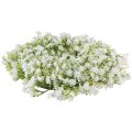 Floristik24 Gypsophila krans hvit blomsterkrans bryllup Ø30cm
