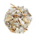 Deco sneglehus tomme i bastnett sjøsnegler 400g