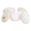 Kråkebolle hvit, maritim naturdekor 4cm-6cm 25p