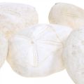 Kråkebolle hvit, maritim naturdekor 4cm-6cm 25p