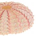 Floristik24 Sea Urchin Rosa Maritim Dekor 36stk