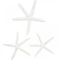 Sjøstjernedekor hvit, naturgjenstander, maritim dekorasjon 10-12cm 14p