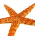 Starfish mix 8cm - 10cm 50stk