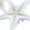 Sjøstjerne deco stor tørket hvit knott sjøstjerne 15-18cm 10p