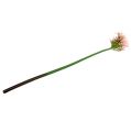 Floristik24 Silkeblomst agapanthus rosa 80cm