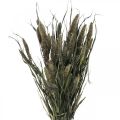 Floristik24 Tørkede blomster Setaria Antrasitt Naturlig Bust Hirse Bunch 100g