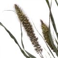 Tørkede blomster Setaria Antrasitt Naturlig Bust Hirse Bunch 100g | Floristik24.no