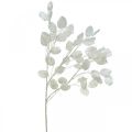 Floristik24 Dekorativ gren sølv blad hvit Lunaria gren kunstig gren 70cm