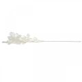 Floristik24 Dekorativ gren sølv blad hvit Lunaria gren kunstig gren 70cm