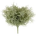 Floristik24 Sølvkurv busk lysegrønn 29cm