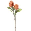 Floristik24 Skimmie Skimmia Japonica kunstige blomster Oransje DryLook L59cm