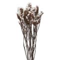 Floristik24 Beach Syrin Hvit Limonium Tørkede Blomster 60cm 35g