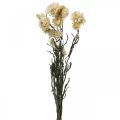 Floristik24 Tørr dekorasjon halmblomstkrem helichrysum tørket 50cm 30g
