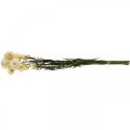 Floristik24 Tørr dekorasjon halmblomstkrem helichrysum tørket 50cm 30g