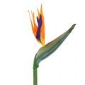 Floristik24 Strelitzia paradisfugl blomst kunstig 98cm
