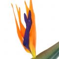 Floristik24 Strelitzia paradisfugl blomst kunstig 98cm