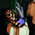 Strobuskjegler 10-15cm malt 100 stk | Floristik24.no