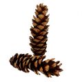 Floristik24 Strobuskjegler 20 - 25cm malt 50 stk