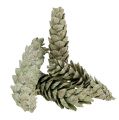 Floristik24 Strobuskjegler som naturlig dekorasjon 15cm - 20cm grønn 50stk