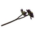 Floristik24 Sukkulent plante mørk lilla-grå Ø7cm, Ø10cm H30cm
