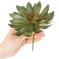 Kunstig sukkulent som dekorativ plante, grønn, 18 cm, 3 stk. | Floristik24.no
