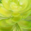 Kunstig sukkulent, grønn, til dekorasjon i bolle eller vase, 10 cm, 4 stk. | Floristik24.no