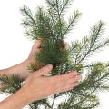 Kunstig dekorativ grangren for kreativ blomsterdekorasjon, 175 cm | Floristik24.no
