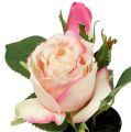 Floristik24 Borddekorasjon rose i en kremgryte 14cm