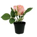Floristik24 Borddekorasjon rose i en gryte lysrosa 14cm