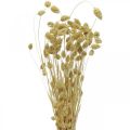 Floristik24 Tørket blomst Phalaris, dekorativ gressklase, tørr floristics, boho natur, bleket L55cm 100g