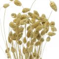 Floristik24 Tørket blomst Phalaris, dekorativ gressklase, tørr floristics, boho natur, bleket L55cm 100g