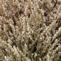 Tørkede blomster strand lavendelbukett Statice natur 1kg | Floristik24.no