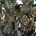 Floristik24 Tørket blomsterbukett eucalyptus gypsophila konservert 50cm grønn