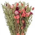 Floristik24 Bukett tørkede blomster halmblomster kornvalmuekapsel Phalaris-siv 55cm