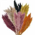 Floristik24 Tørr gressharv tørket ulike farger 70cm 10stk