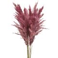 Floristik24 Tørket sivgress, tørket dekorativt gress, antikk rose, 75 cm, 10 stk.