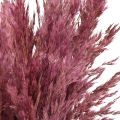 Tørket sivgress, tørket dekorativt gress, antikk rose, 75 cm, 10 stk. | Floristik24.no