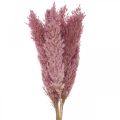 Floristik24 Tørket gress Sivgress tørket dekorativt gress rosa 70cm 10 stk