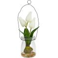 Floristik24 Tulipan hvit i et glass H21cm 1p